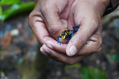 Guide + Dyeing Poison Frog, Kabalebo: Frogs & Toads, 2022 Suriname