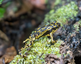 Harlequin Toad, Kabalebo: Frogs & Toads, 2022 Suriname