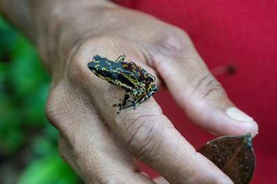 Guide + Harlequin Toad Hoogmoed Harlequin Toad (Atelopus hoogmo, Kabalebo: Frogs & Toads, 2022 Suriname