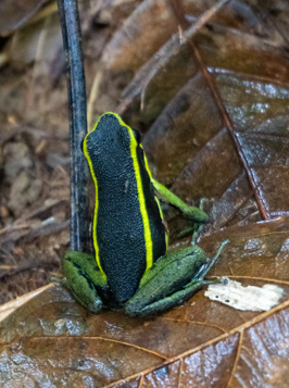 Kabalebo: Frogs & Toads, 2022 Suriname