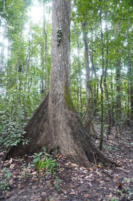 Tree buttresses, Kabalebo Nature Resort, 2022 Suriname