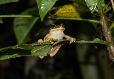 Tree Frog at night, Kabalebo: Frogs & Toads, 2022 Suriname