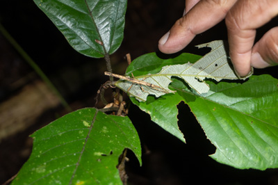 Night Hike: Well camouflaged stick insect, Kabalebo Nature Resort, 2022 Suriname