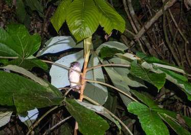 Night Hike: Unknown small mammal, Kabalebo Nature Resort, 2022 Suriname