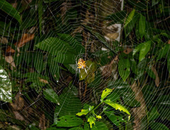 Night Hike: Lurking spider, Kabalebo Nature Resort, 2022 Suriname