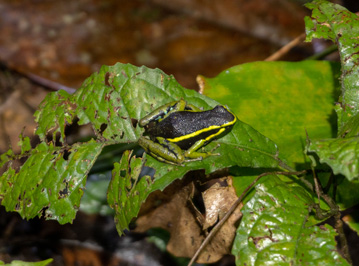 Three-Striped Poison Frog at night, Kabalebo: Frogs & Toads, 2022 Suriname