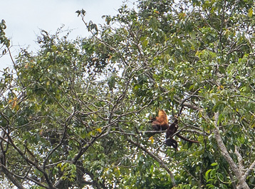 Very distant Howler Monkeys, Kabalebo Nature Resort, 2022 Suriname
