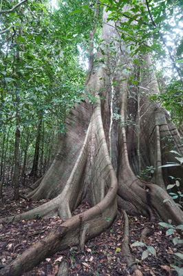 Extravagantly buttressed tree, Kabalebo Nature Resort, 2022 Suriname