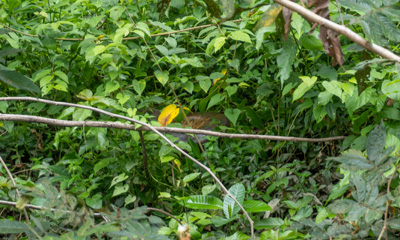 A glimpse of a Very Giant Anaconda (Look behind the yellow leaf, Kabalebo Nature Resort, 2022 Suriname