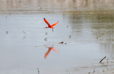 Totness: Distant Scarlet Ibis, Tour to Nieuw Nickerie, 2022 Suriname
