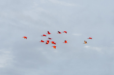 Bigi Pan: Distant flock of Scarlet Ibises, Tour to Nieuw Nickerie, 2022 Suriname