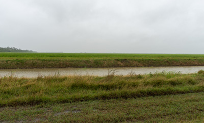 Onee of Nieuw Nickerie's many rice farms, Tour to Nieuw Nickerie, 2022 Suriname