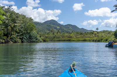 Paddling down Indian River, 2022 Dominica