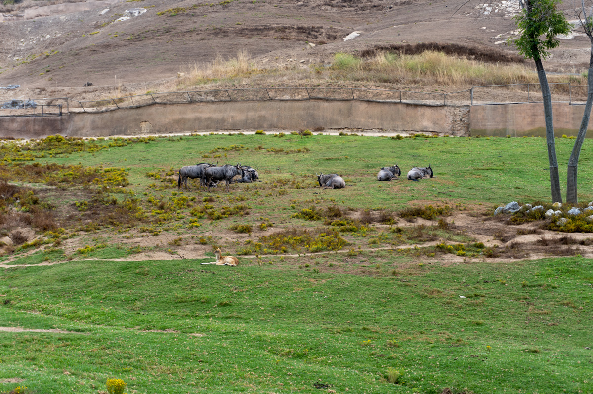 san Diego Zoo Safari Park, View from Safari Truck
