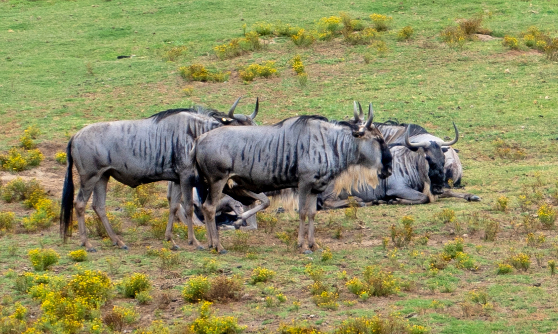 san Diego Zoo Safari Park, Some fine Wildebeest
