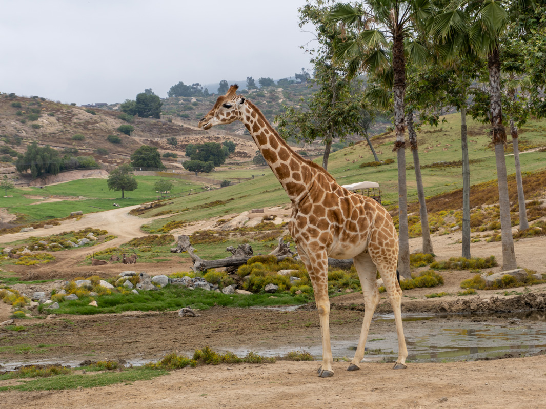 san Diego Zoo Safari Park