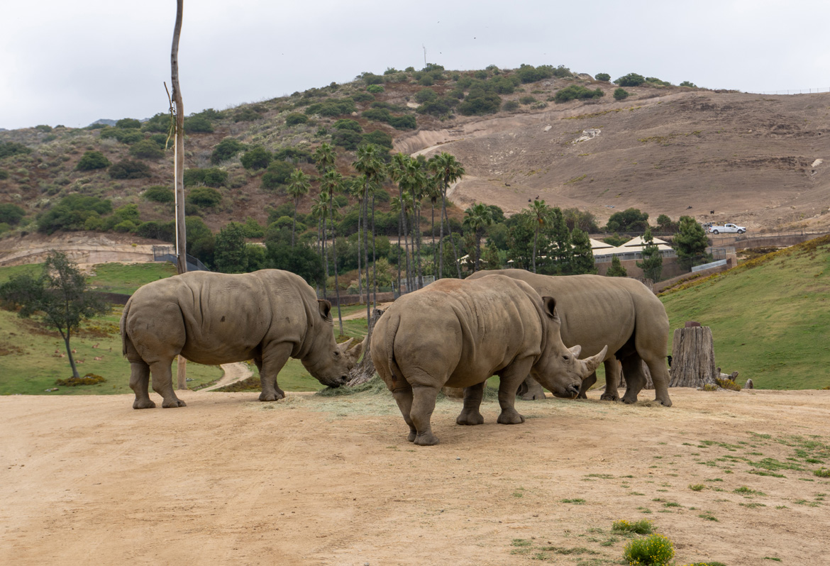 san Diego Zoo Safari Park