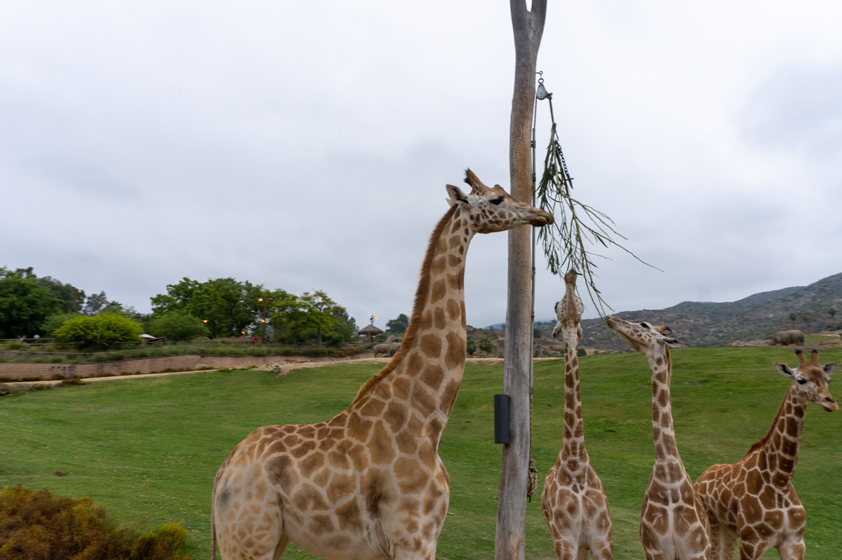 san Diego Zoo Safari Park