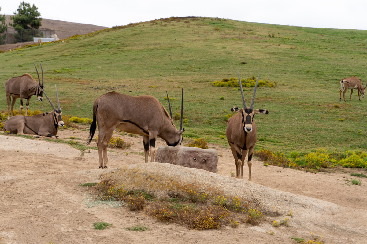 san Diego Zoo Safari Park