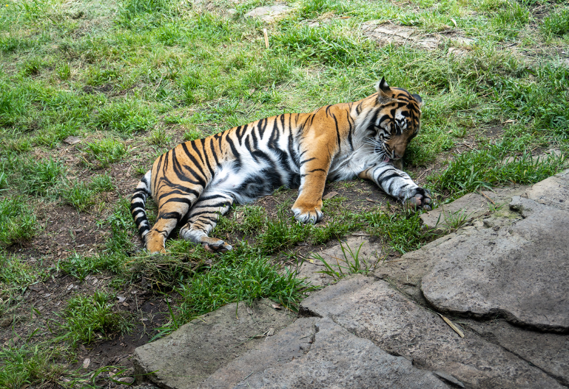 san Diego Zoo Safari Park, Sleepy Sumatran tiger