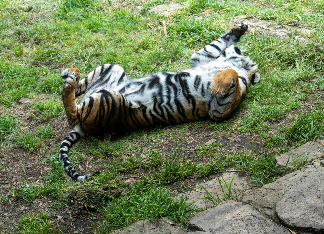 san Diego Zoo Safari Park, Sleepy Sumatran tiger