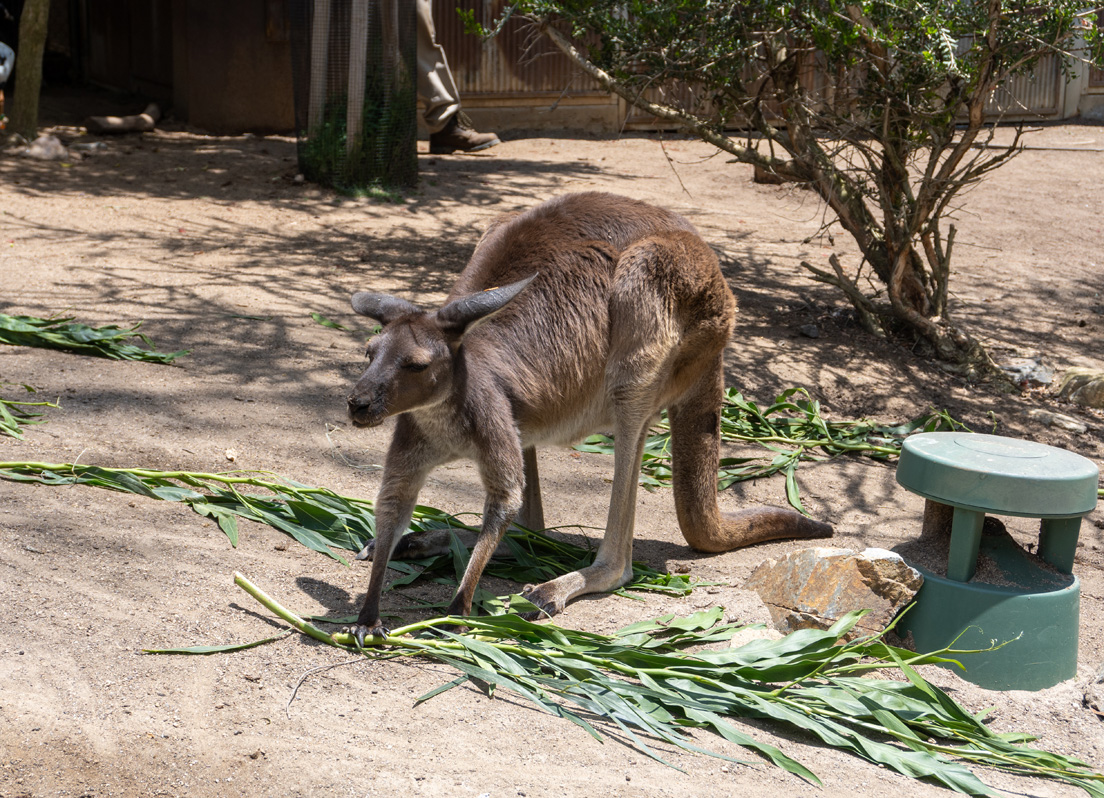san Diego Zoo Safari Park, Walkabout Australia: Western Gray Kangaroo