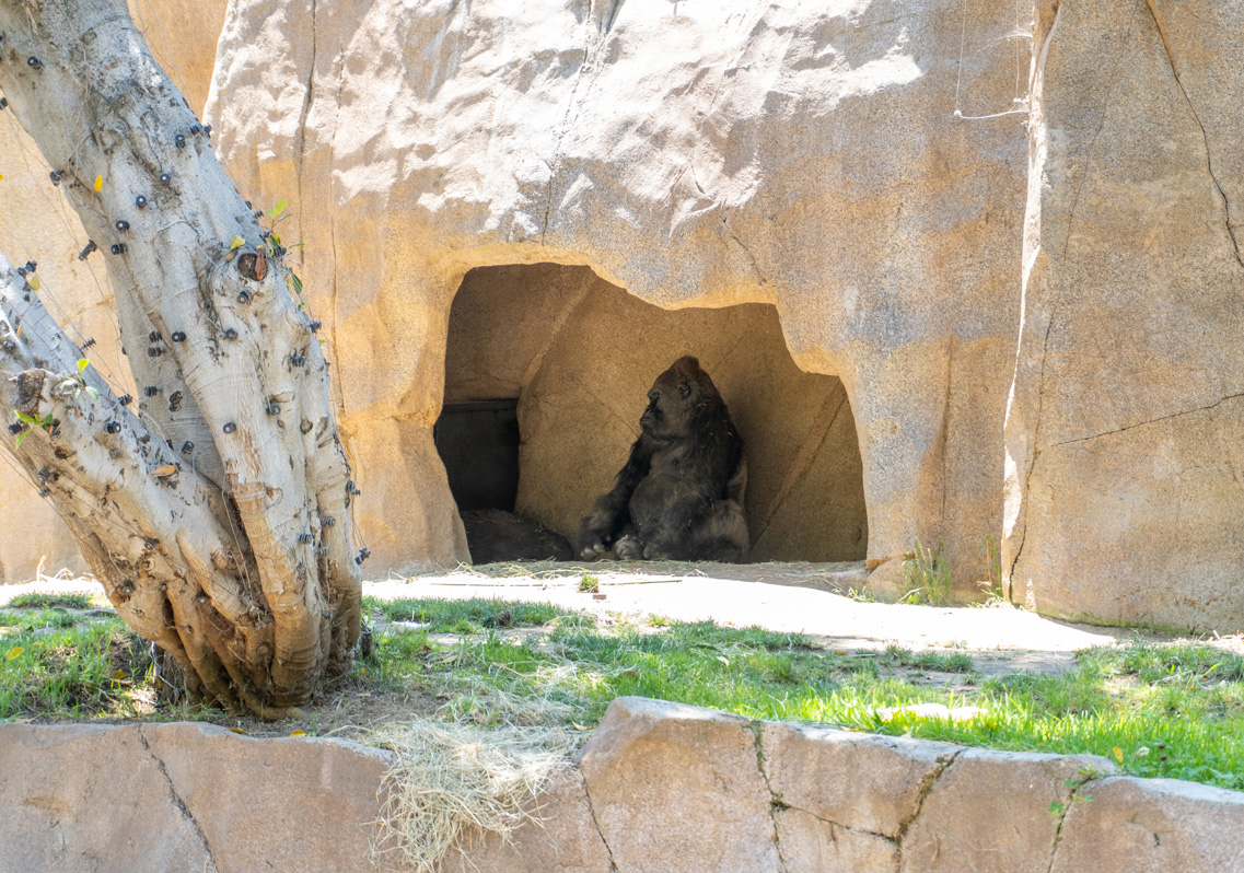 san Diego Zoo Safari Park, Suspicuous Gorilla