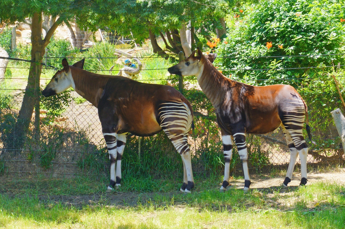 san Diego Zoo Safari Park, Two beautiful Okapi