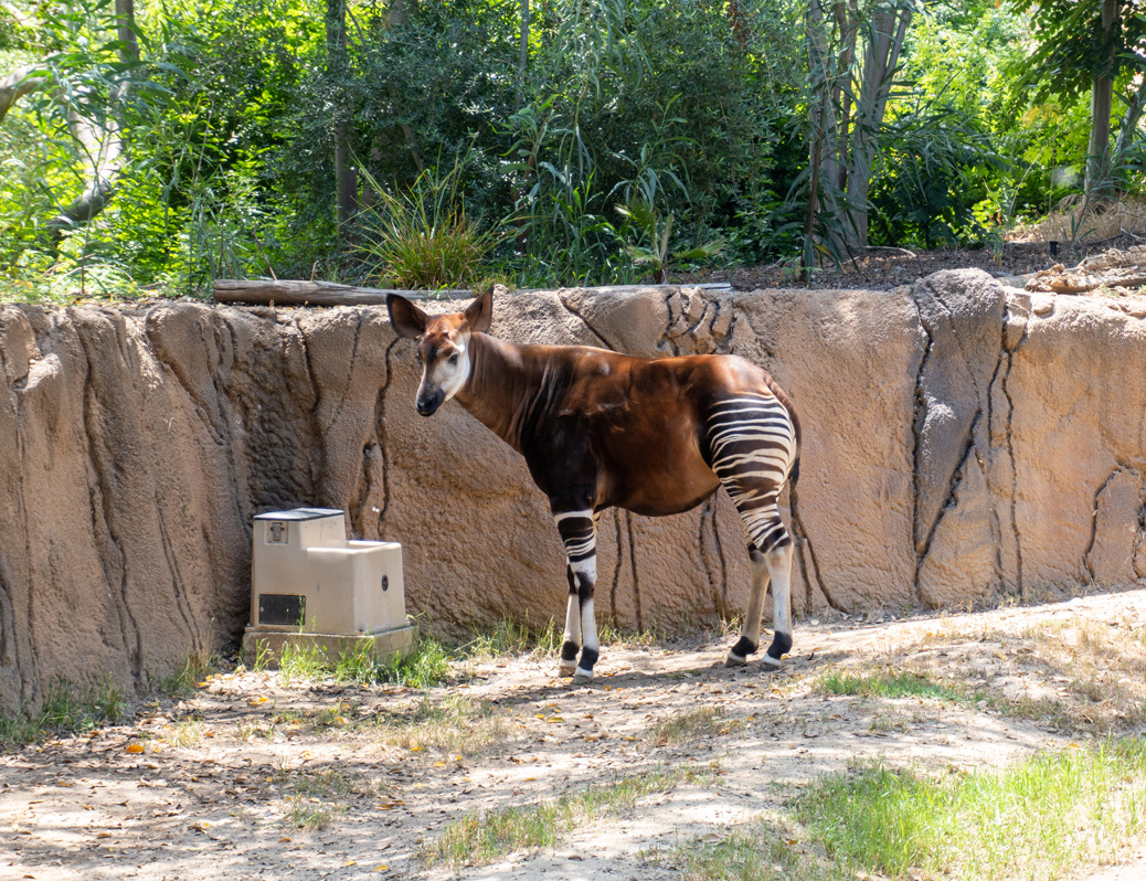 san Diego Zoo Safari Park