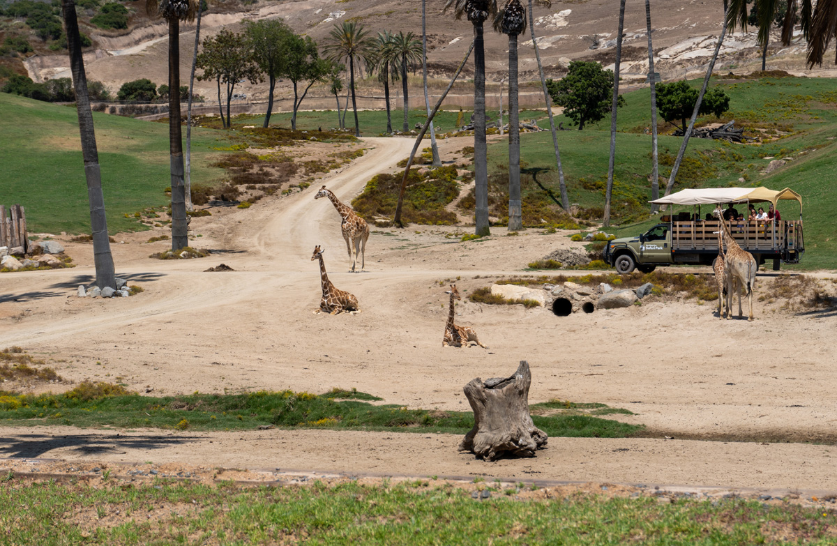 san Diego Zoo Safari Park, View from African Tram