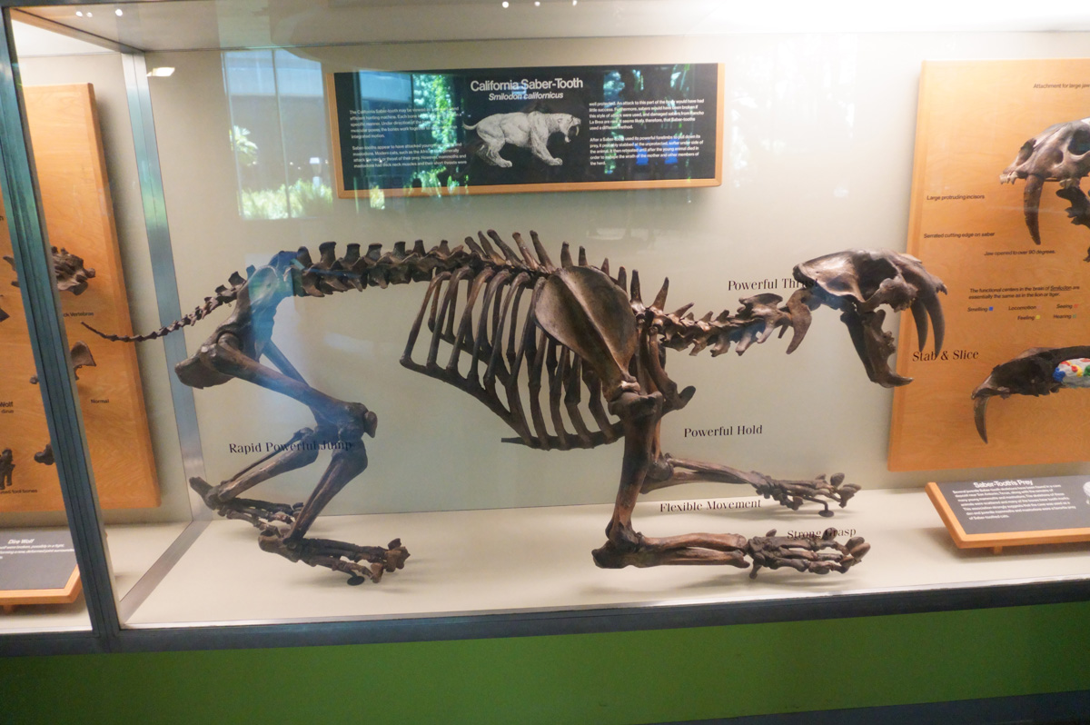La Brea Tar Pits, California Saber-Tooth