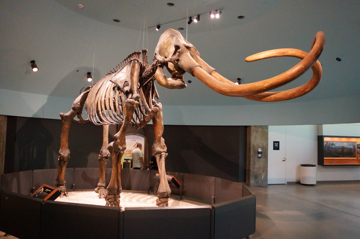 La Brea Tar Pits, Columbia Mammoth