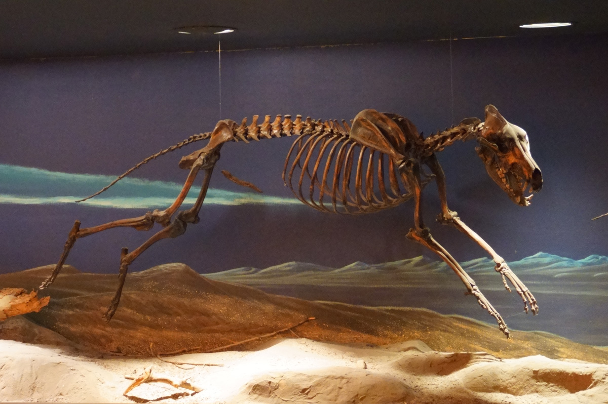La Brea Tar Pits, Dire Wolf