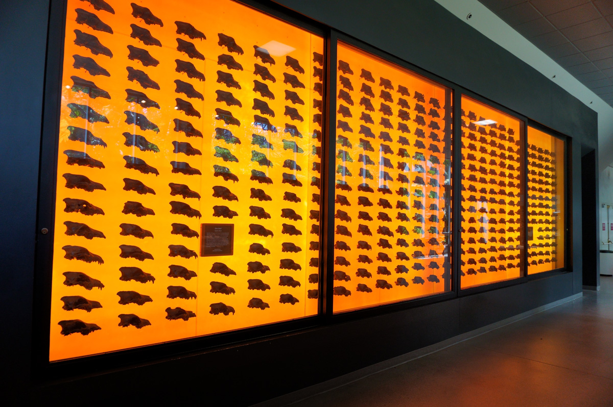 La Brea Tar Pits, Display of Dire Wolf skulls
