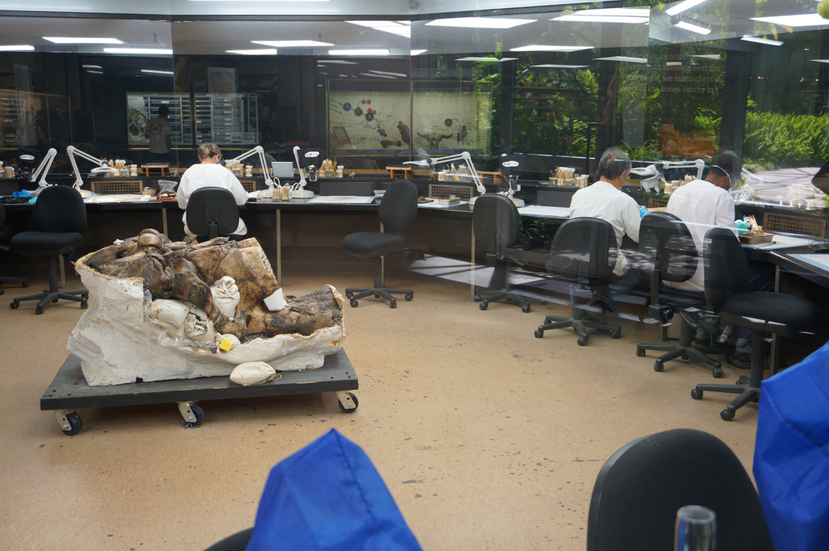La Brea Tar Pits, View into Lab area