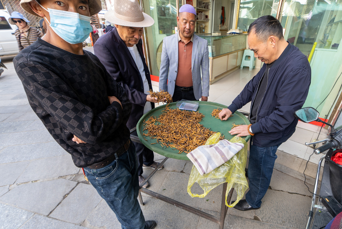 Around Lhasa, Caterpillar Fungus traders