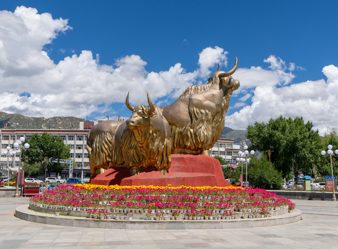 Around Lhasa, The Golden Yaks