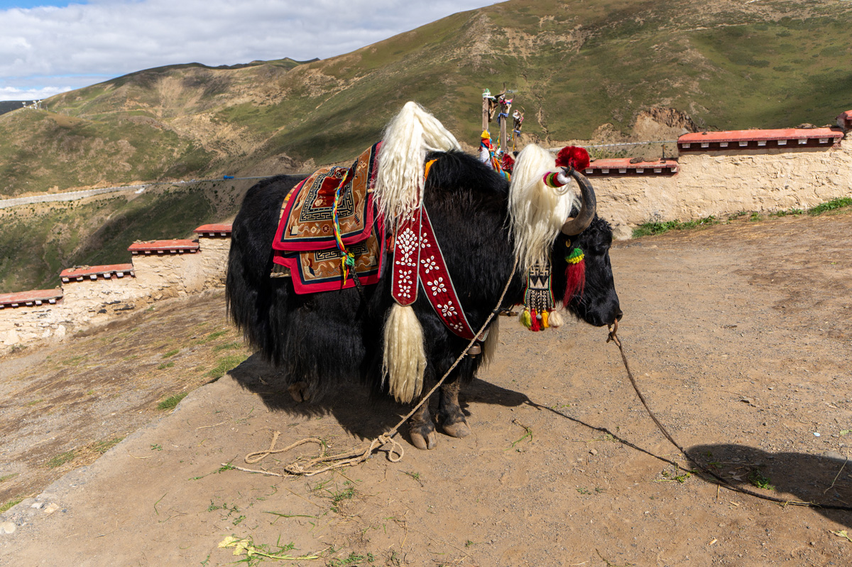 Lhasa to Gyantse, Photo-Op Yak