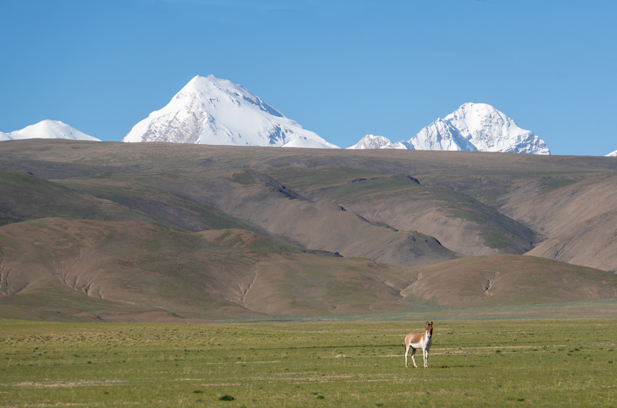 Tingri-Darchen, Tibetan Wild Donkey