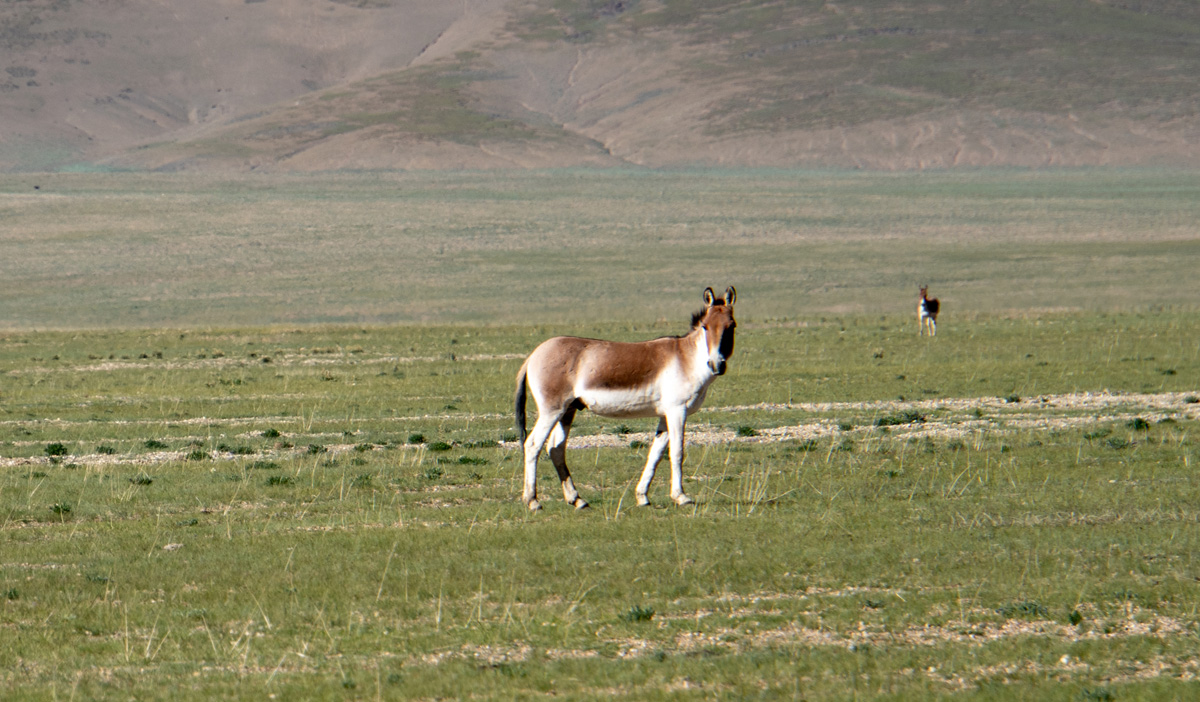 Tingri-Darchen, Tibetan Wild Donkeys
