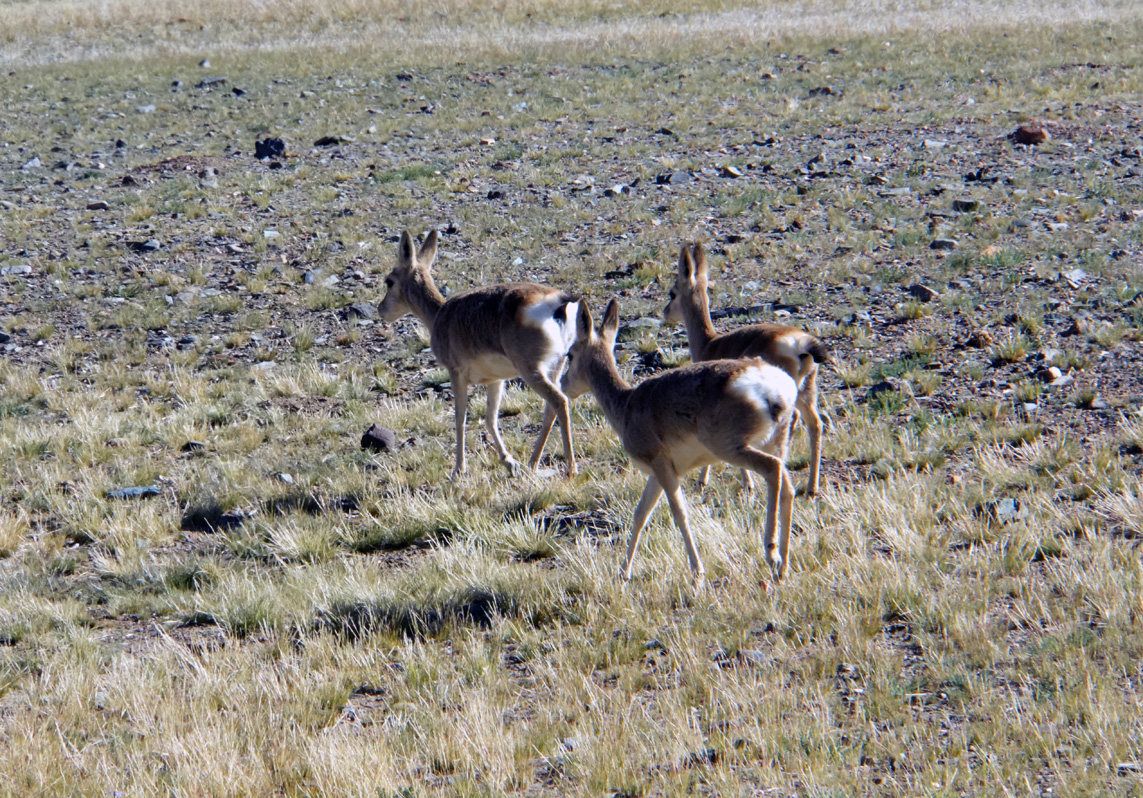 Darchen to Zanda, Antelope