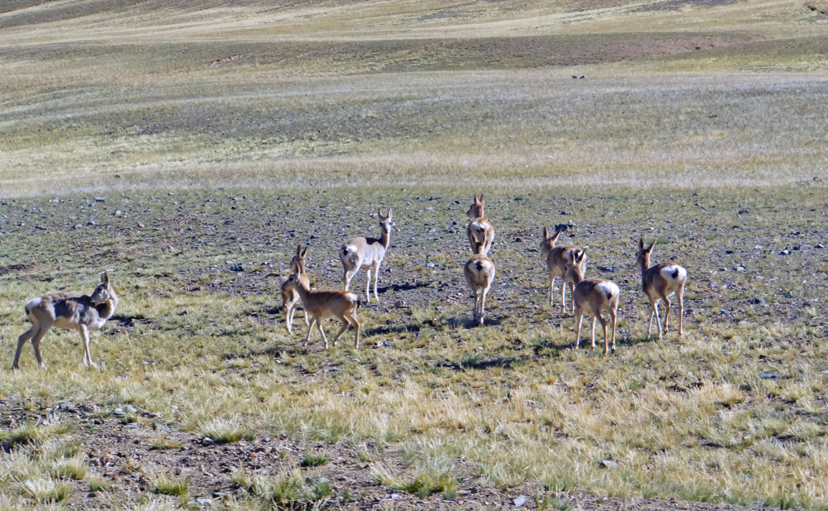 Darchen to Zanda, Antelope