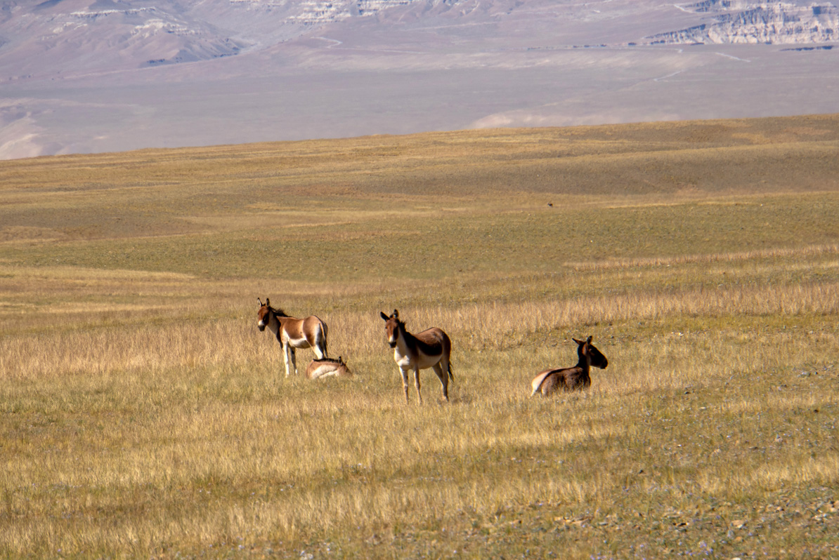 Darchen to Zanda, Wild Donkeys