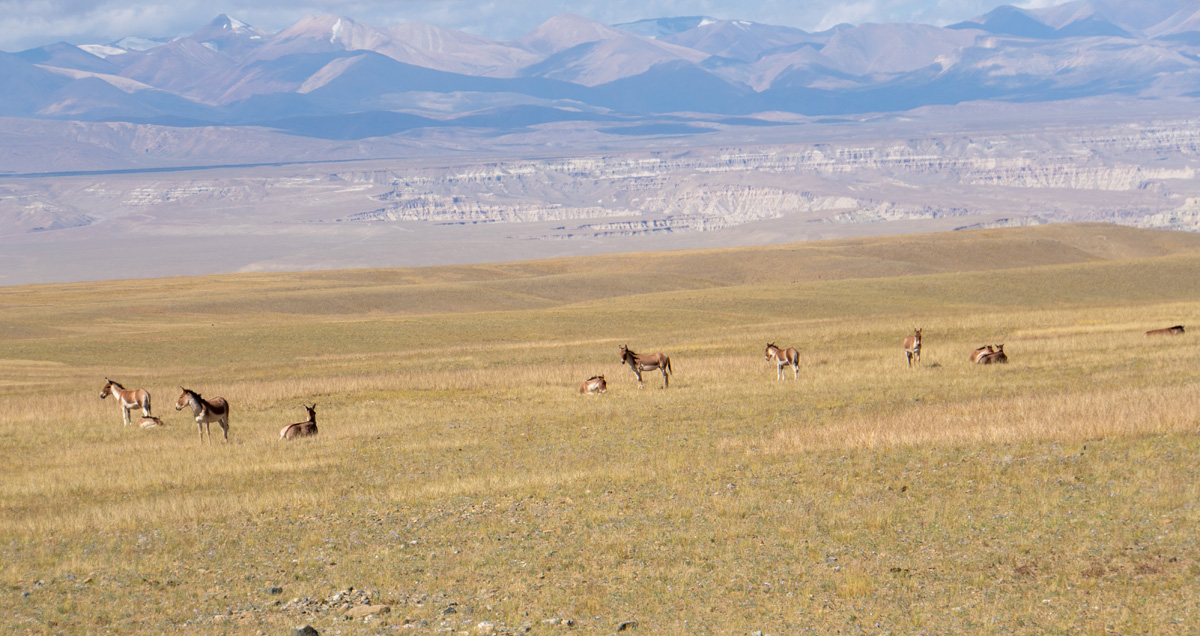 Darchen to Zanda, Wild Donkeys