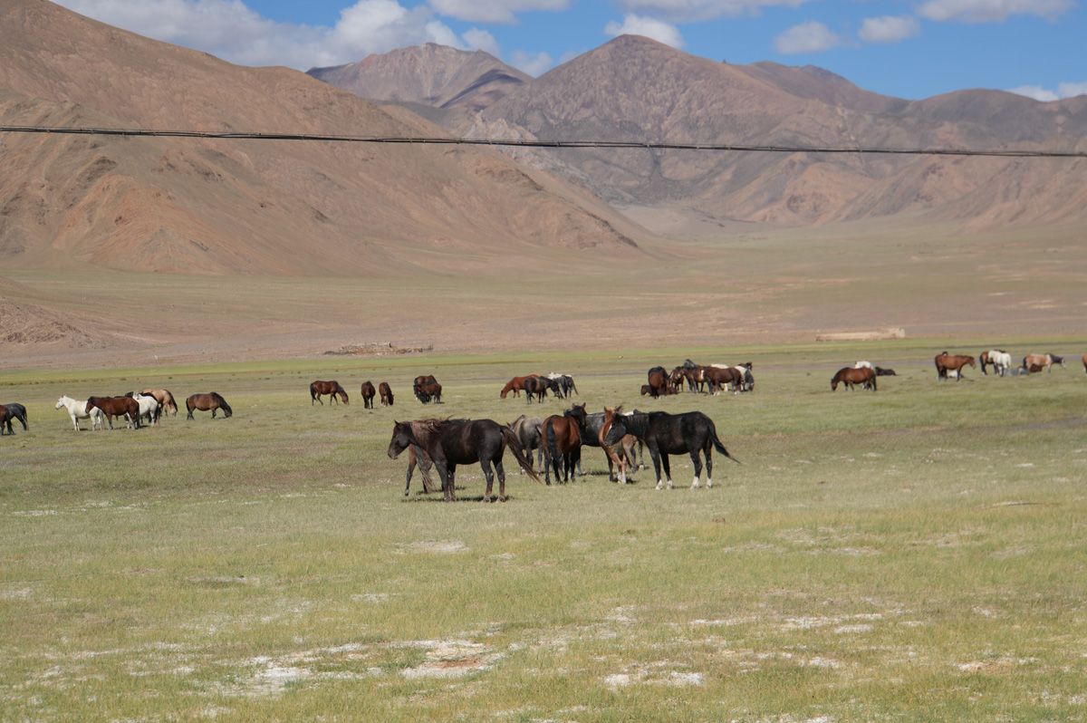 Ali, Gar County, Ngari Prefecture, "Wild" horses