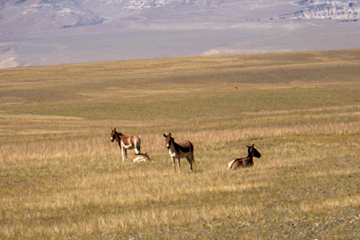 Wild Donkeys, Darchen to Zanda, Tibet 2023