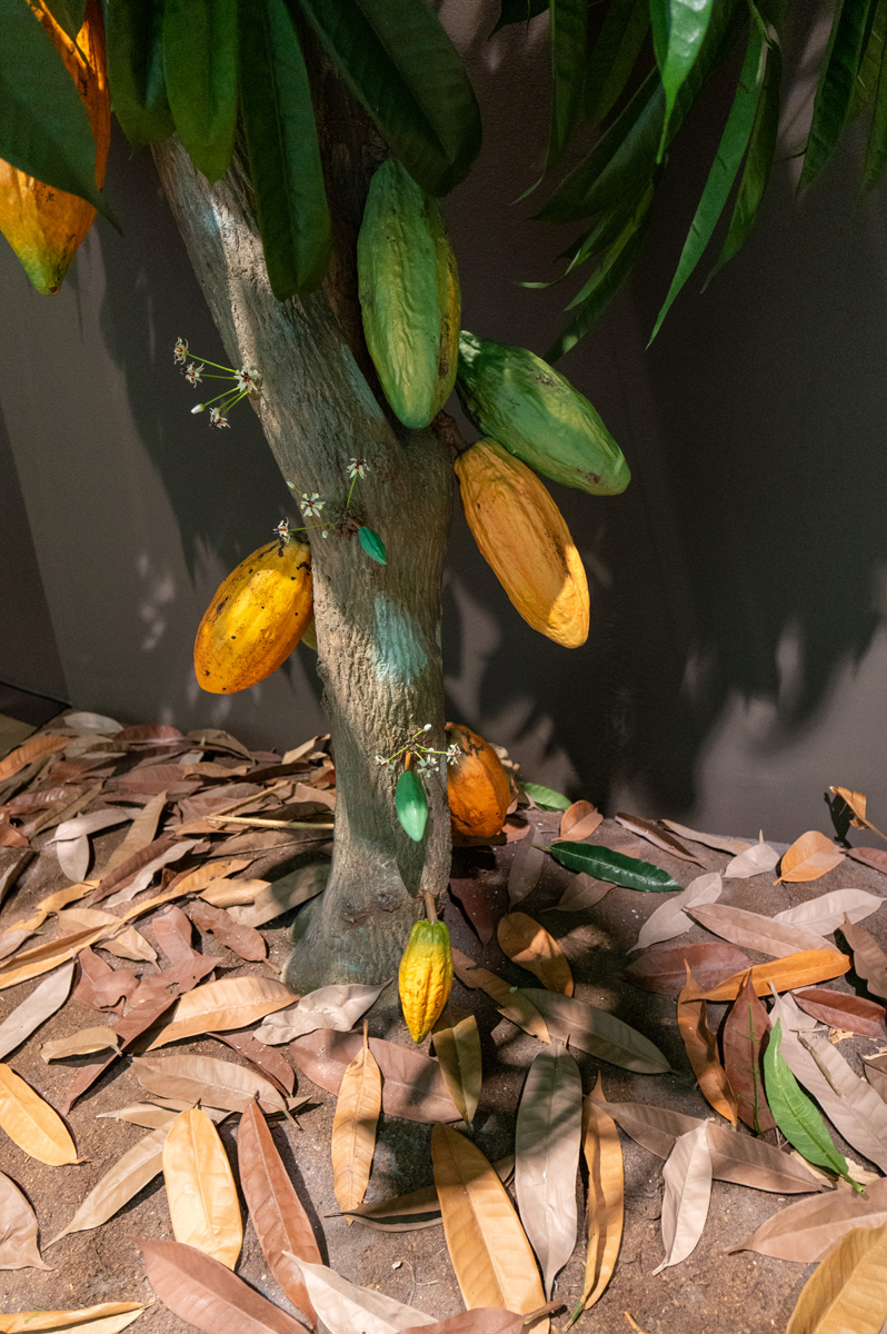 Lindt Home of chocolate, Replica of Cacao Tree Flowers and pods grow directly off the trunk.
