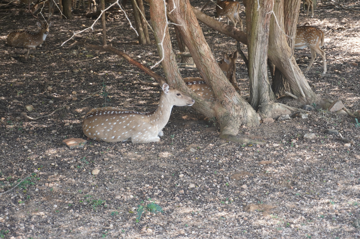 Lunugamvehera NP