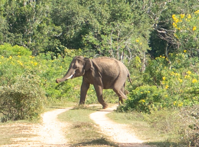 Lunugamvehera NP, Distant young Tusker