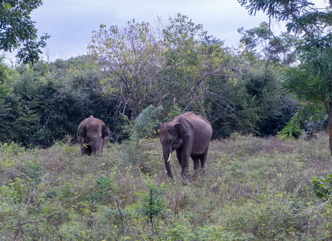 Lunugamvehera NP